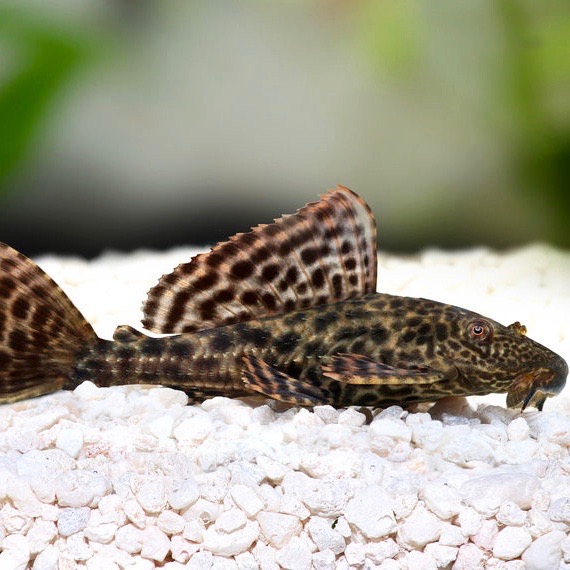 Hypostomus plecostomus   Plecostomus M